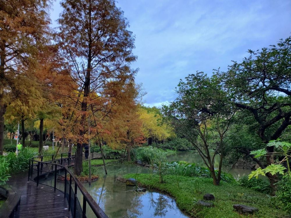 池南池畔落羽松步道，配合生態池水域及大型賞鳥平台、新植落羽松步道區，創造公園夢幻新景點。